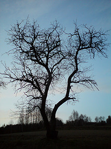 旧梨树天空背景图片
