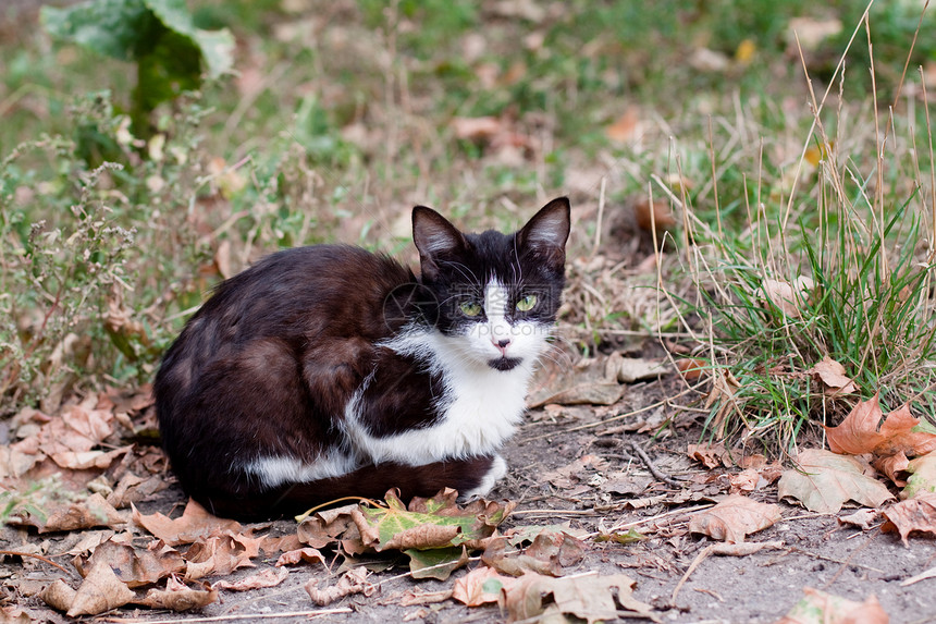 猫咪坐在路上宠物小猫灰色沥青树叶白色绿色压力动物姿势图片
