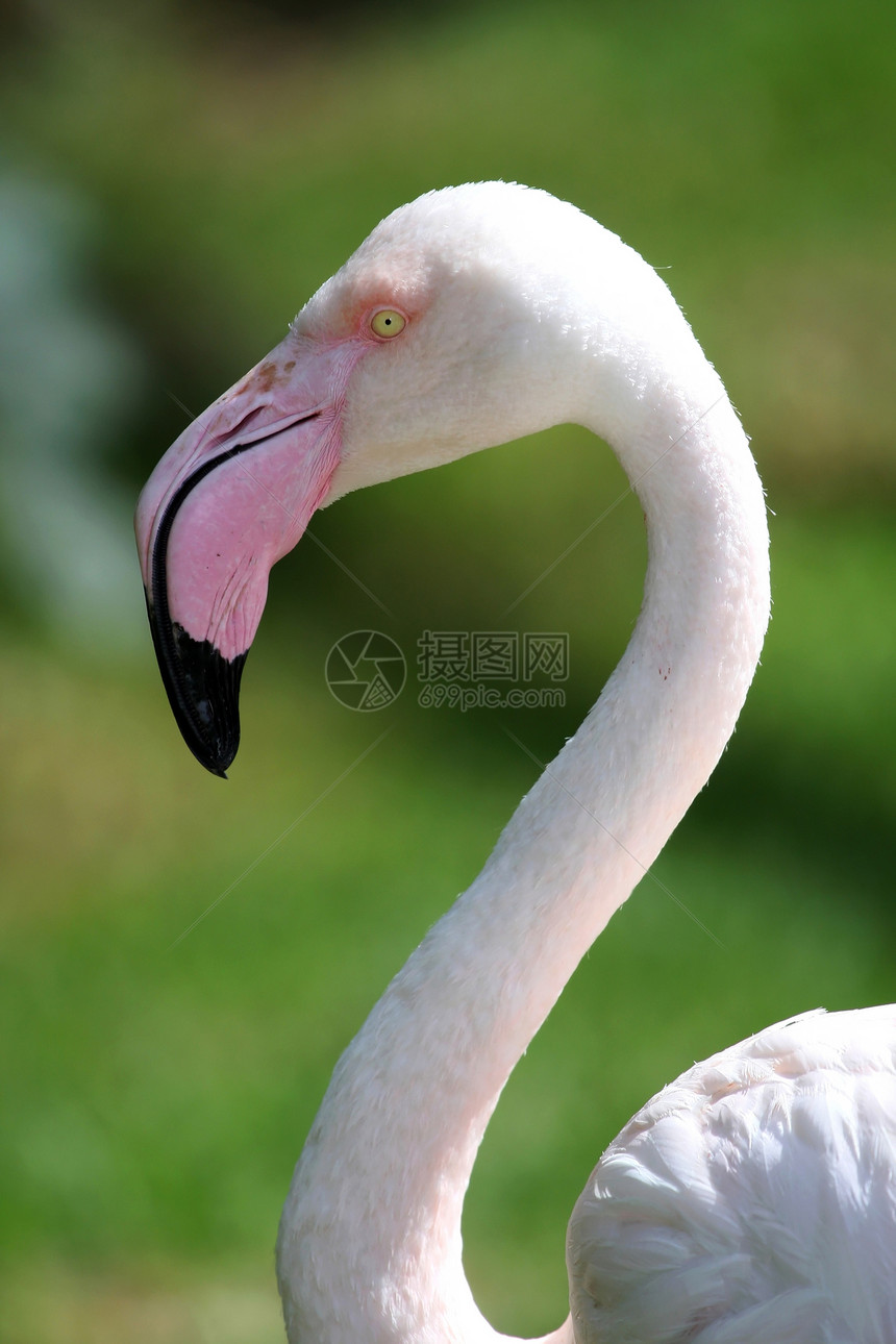 粉粉 Flammingo优美荒野翅膀异国池塘热带眼睛鸟类情调羽毛图片
