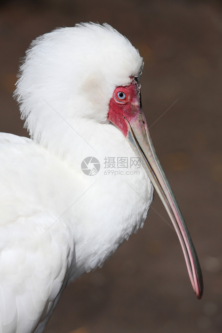 勺子鸟荒野白色鸟类眼睛动物账单涉水粉色玫瑰色羽毛图片