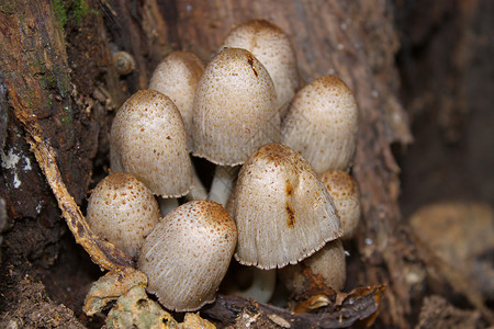蘑菇树木植物群爱好植物食物自然摄影森林背景图片
