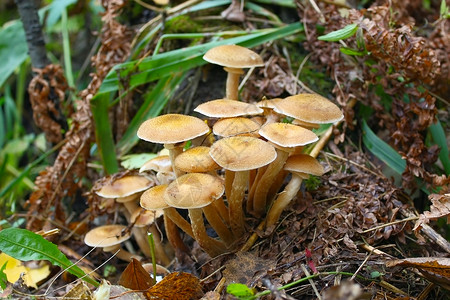 蘑菇树木植物食用植物群爱好摄影自然食物森林背景图片