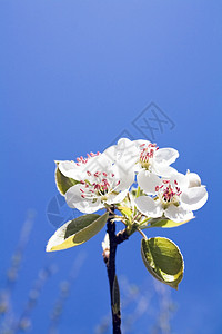鲜花绿色天空花园白色粉色传单团体植物学背景图片