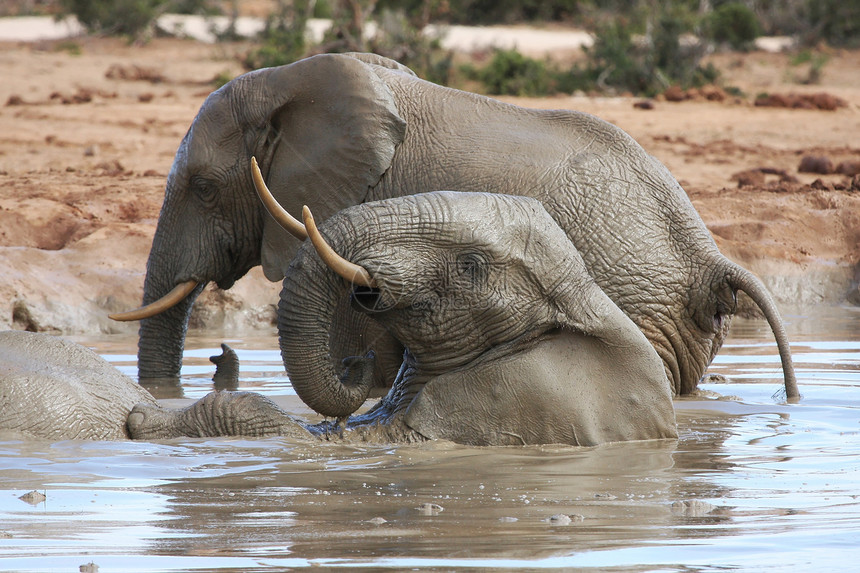 非洲大象乐动物荒野哺乳动物旅游行动游泳乐趣公园野生动物冷却图片