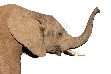 非洲大象孤立无援动物气味獠牙白色哺乳动物厚皮鼻子灰色荒野耳朵背景图片