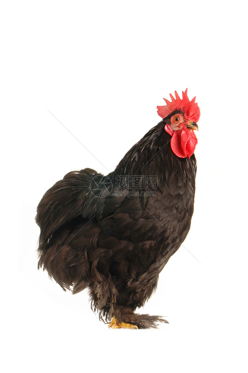 黑色公鸡鸟类白色农场季节家禽乡村小鸡母鸡生产动物图片