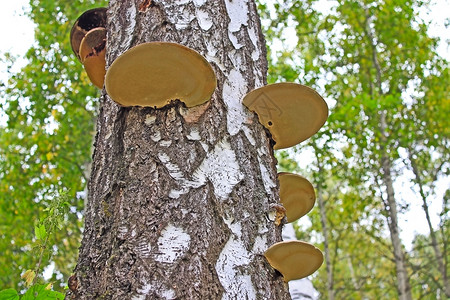 树上的蘑菇树干森林桦木植物群帽子摄影植物学绿色公园背景图片