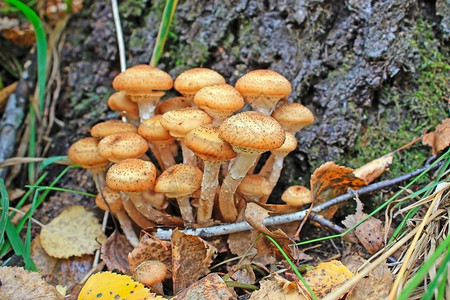 蘑菇植物群森林树木摄影爱好食用植物食物自然背景图片