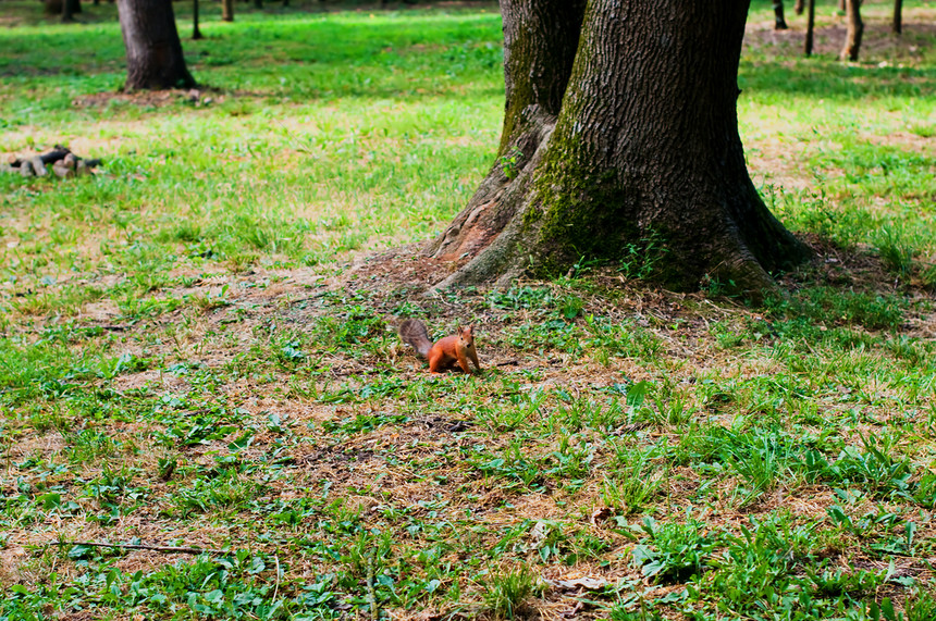 红松鼠生物尾巴荒野森林松鼠生活狐狸坚果栖息地哺乳动物图片