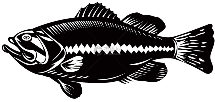 黑色黑海贝贝贝的侧视图跳跃野生动物插图木刻低音生物图片