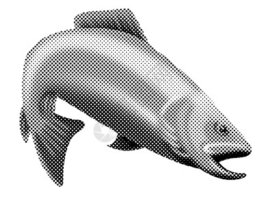 鲑鱼跳跃网点野生动物斑点插图背景图片