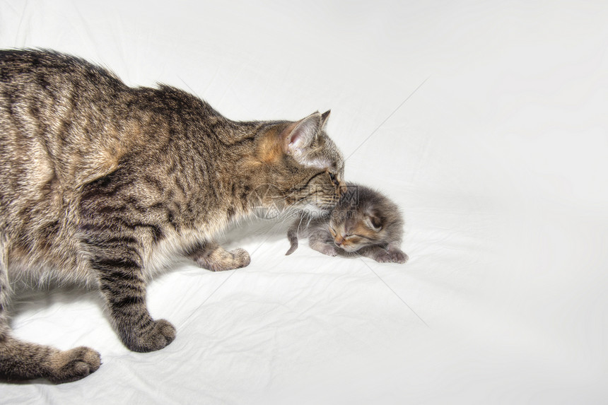 照顾子女的母亲新生关怀宠物慈母小狗投标天鹅绒小猫哺乳动物图片