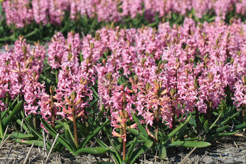 田野中的粉色刺青郁金香水仙灯泡红花花卉业水仙花植物展示唤醒宏观图片
