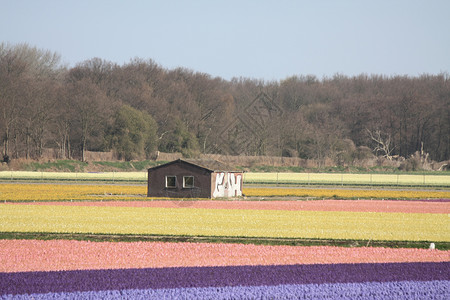 花卉业荷兰番红花高清图片