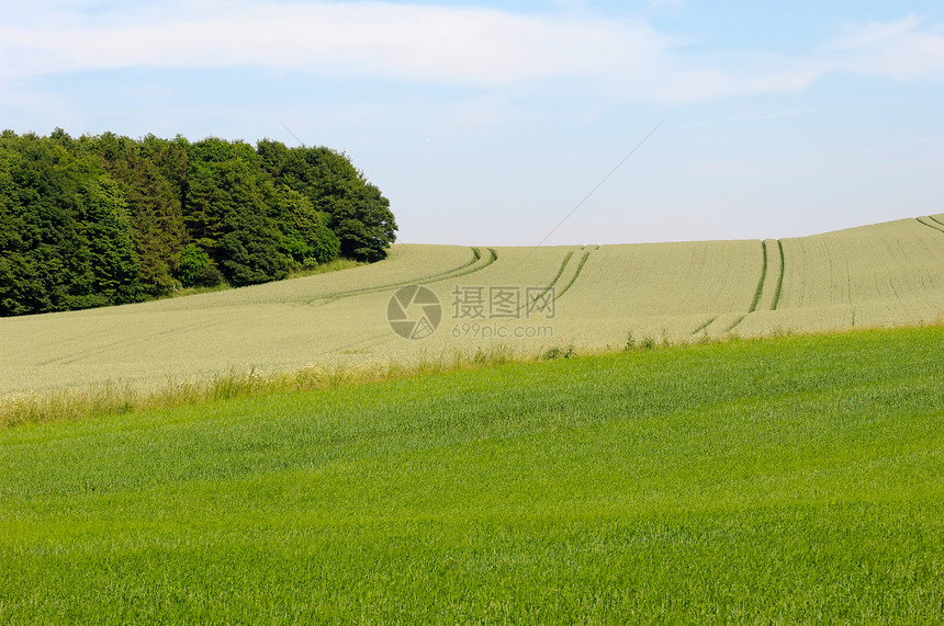 横向景观生长牧场收成草地植物自由树木季节小麦丘陵图片