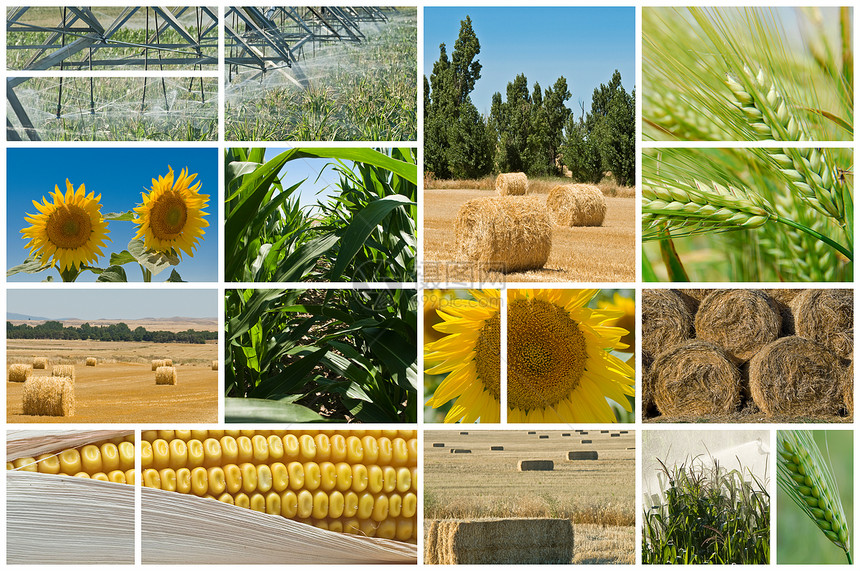 农业燃料种子棒子小麦灌溉农村谷物地面耳朵拼贴画图片