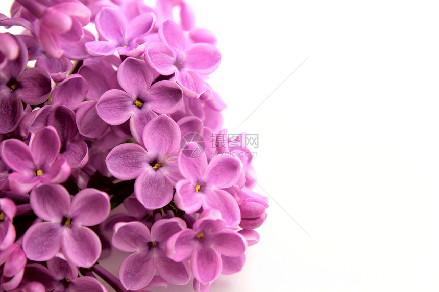 美丽的鲜花花花园紫色植物学框架蓝色薰衣草生活宏观花瓣植物图片
