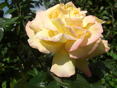 茶叶玫瑰花水滴芳香电影灌木黄色飞沫植物香味衬套高清图片