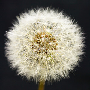 绒毛种子黑色的当量宏观皮棉院子植物群种子生态草本植物绒毛花园场地背景