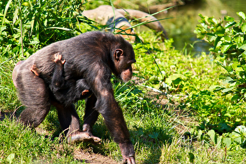 携带婴儿走路的黑猩猩女性图片