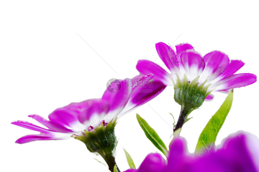 植物 花 菊花 南非花瓣草地绿色地方团体花朵紫色树叶场地花园图片