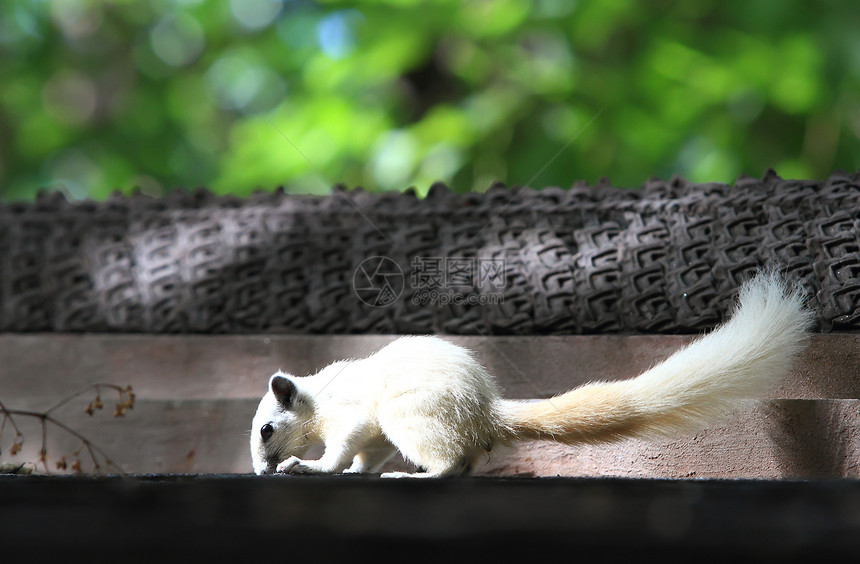 阿尔比诺松鼠生物生活眼睛森林食物木头尾巴野生动物公园毛皮图片