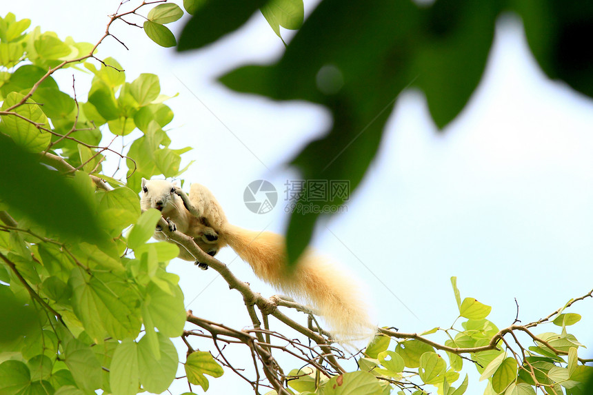 阿尔比诺松鼠在树上喂食动物尾巴生物荒野松鼠哺乳动物生活木头橙子野生动物图片
