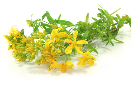 圣约翰的魔咒黄色疗法植物草药砂浆草本植物自然花朵药物背景