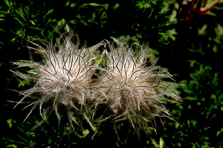花朵 11夏天高清图片素材