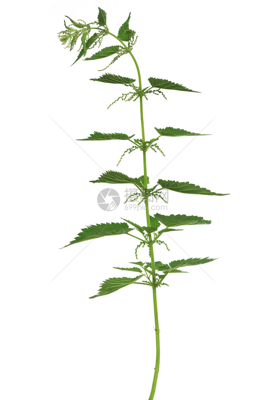 网织植物草本植物枝条草本荨麻疹荒野白色食物疼痛叶子图片