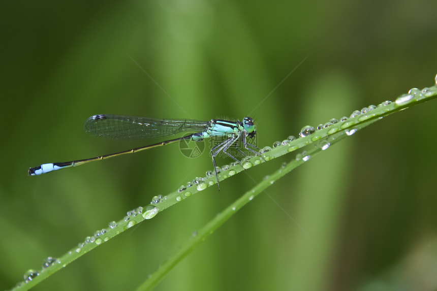 在草地上飞翔昆虫雨滴翅膀花园尾巴蓝色动物群宏观观众植物图片