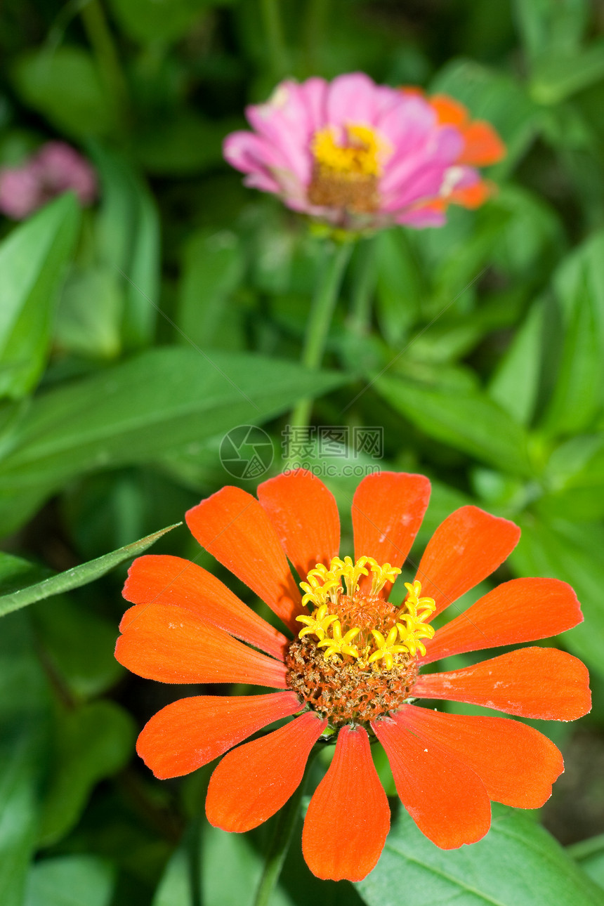 橙花橙子花园花瓣绿色紫色黄色生长花粉园艺图片