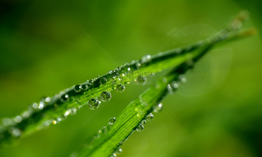 水滴闪光雨滴蓝色反射绿色珍珠水珠图片