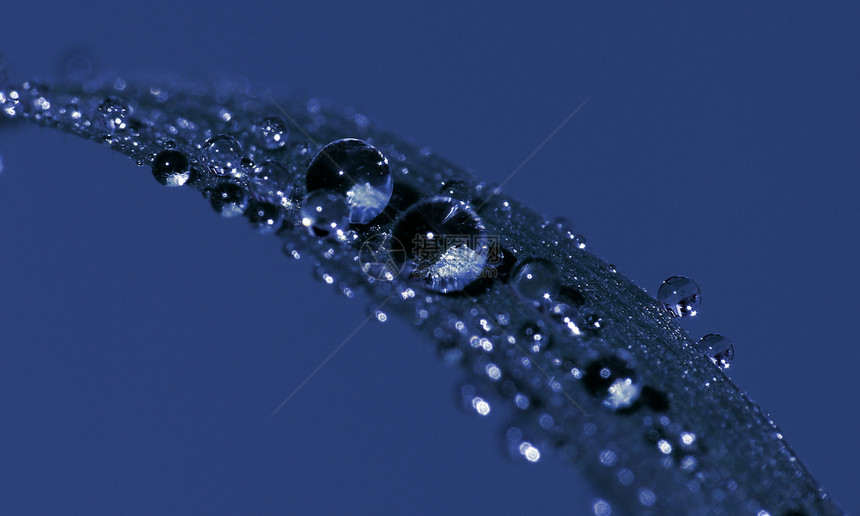 水滴雨滴珍珠蓝色反射水珠闪光绿色图片