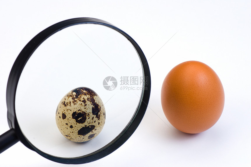 规模事项放大镜水平尺寸鸡蛋比例图片