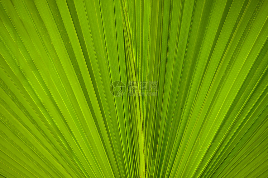 棕榈热带床单绿色植物图片