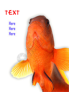 动物学样本小丑鱼美丽的珊瑚高清图片