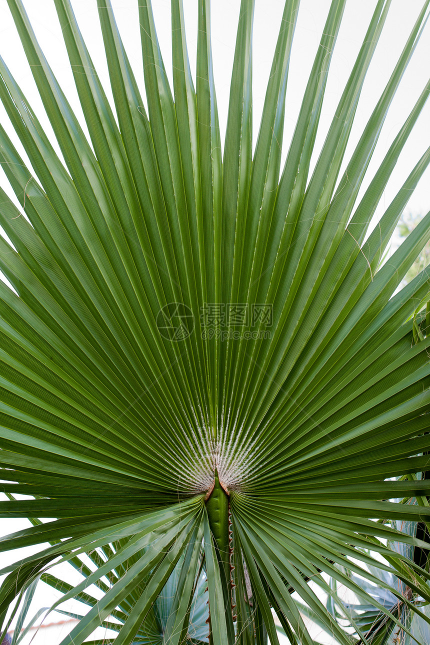 棕榈植物绿色热带床单图片
