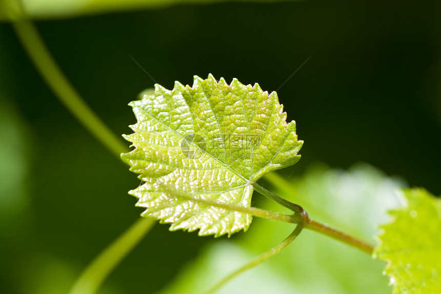 绿页植物植物群花园绿色图片