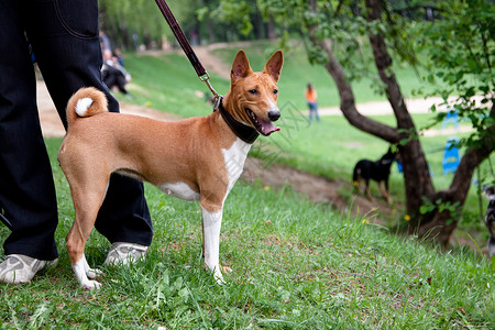 自恋辛巴狗常备基地衣领绿色黑色动物群树叶水平项圈牵狗猎犬公园背景