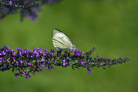 大白蝴蝶(Pieris 铜合金)高清图片