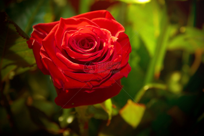绿色背景的红玫瑰叶子礼物周年植物野玫瑰花园宏观荒野纪念日蜜月图片