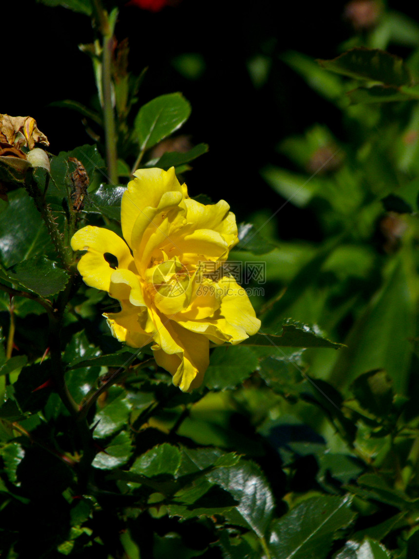 黄玫瑰花瓣植物学绿色花园植物玫瑰图片