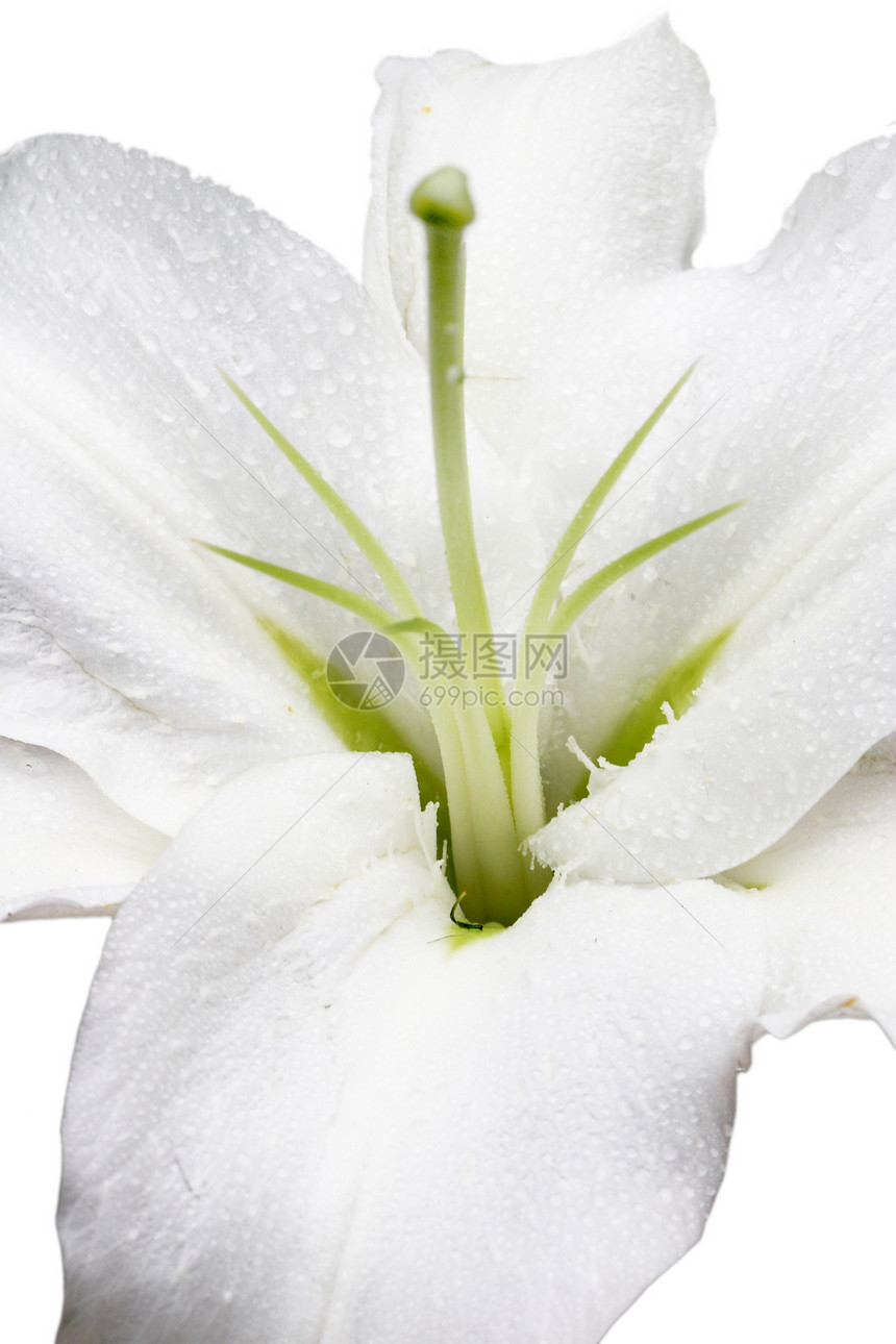 植物 花卉 百合花朵黑色餐厅花瓣花园宏观调控背景树叶绿色白色图片