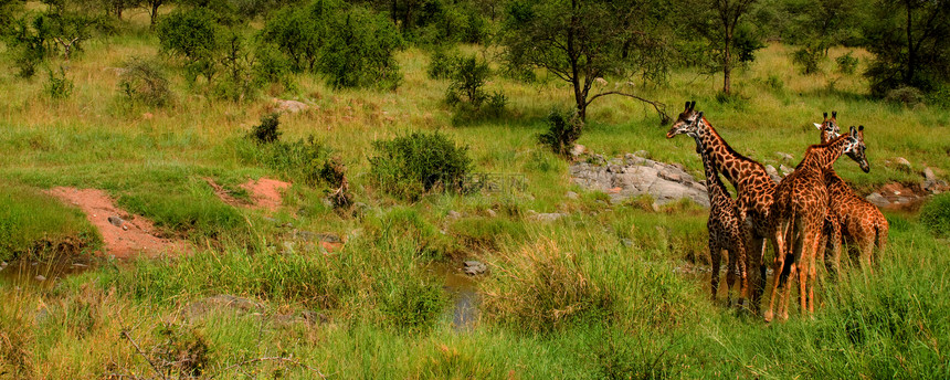 长颈类荒野野生动物马赛公园风景动物假期旅行哺乳动物旅游图片