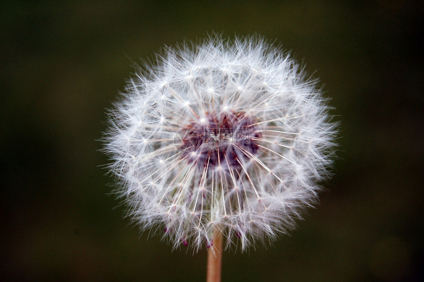 花生种子降落伞褪色植被图片