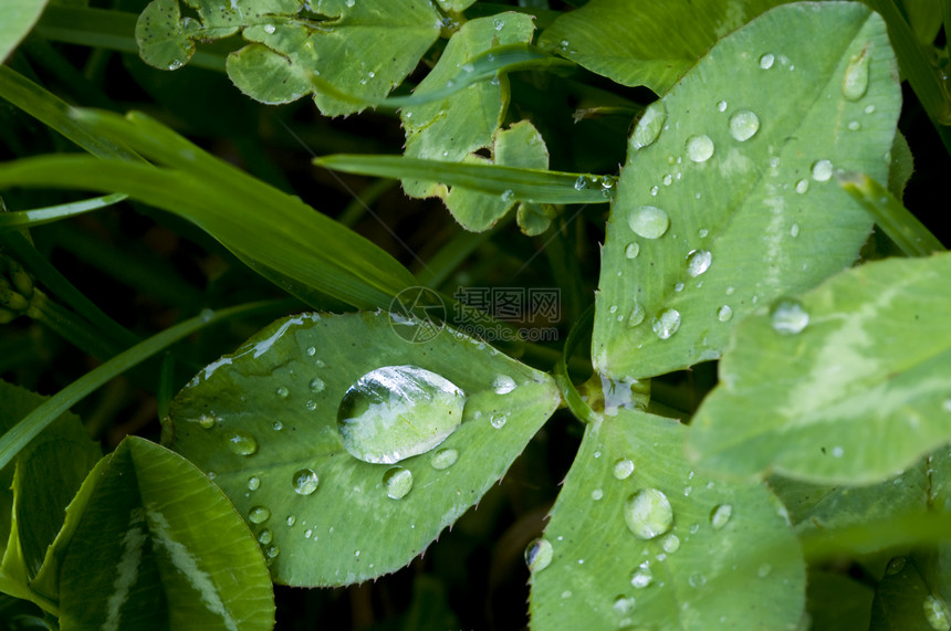 叶木体花园异国雨滴生活水滴热带季节森林环境宏观图片