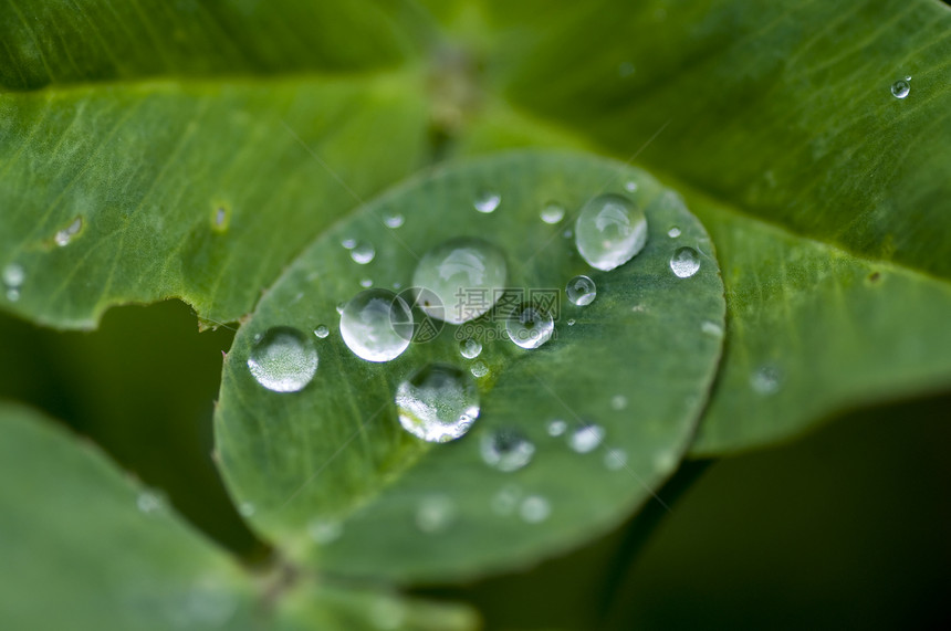 绿绿色季节生长雨滴宏观森林生活花园植物异国叶子图片