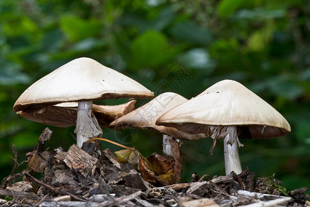 木蘑菇 阿加里克斯西里维科拉高清图片