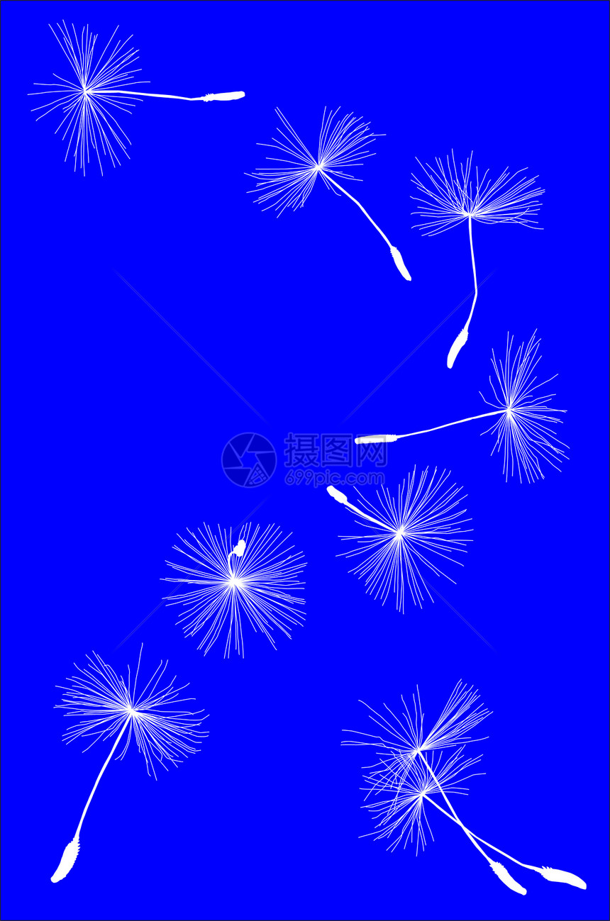 花层插图种子花朵脆弱性植物学蓝色自由飞行天空白色图片